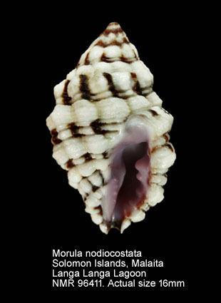 Morula nodiocostata.jpg - Morula nodiocostata (Pease,1868)